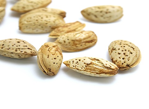 فروش و قیمت عمده بادام محب شور